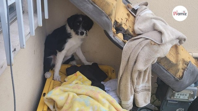 Un chien abandonné grogne quand on s'approche de lui : une rencontre va tout faire basculer.