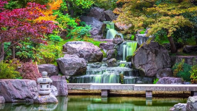 MOST BEAUTIFUL Cherry Blossom Trees in the World