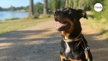 Après 7 ans de refuge, ce chien aimerait trouver une famille qui comprenne ce qu'il a vécu