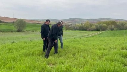 Yozgat'ta Arpa Tarlalarında Pas Hastalığı Görüldü