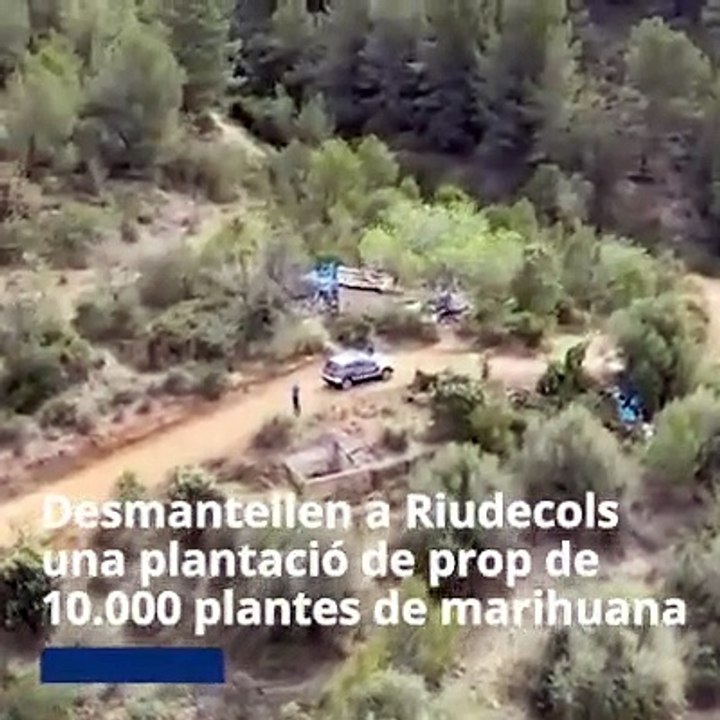 Desmantellem una plantació a Riudecols Baix Camp de prop de 10.000 plantes de marihuana. Detenim in fraganti sis dels seus responsables