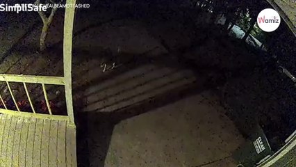 En pleine nuit, un chien enterre un « trésor » dans son jardin : elle fonce voir et explose de rire