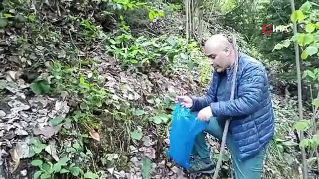 Kuzugöbeği mantarının fiyatı altınla yarışıyor