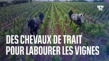 Des chevaux de trait pour labourer les vignes