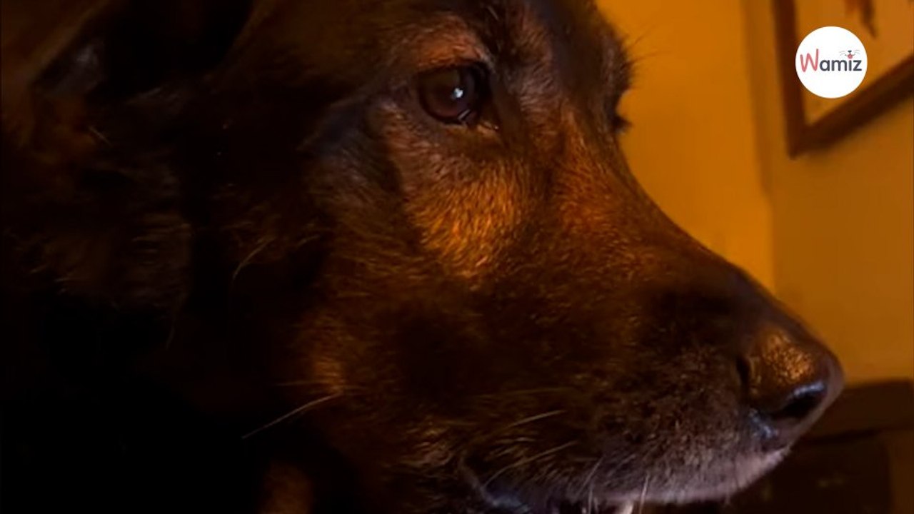 Le meilleur ami de ce chien déménage : ils ont une technique très moderne pour garder contact (vidéo)