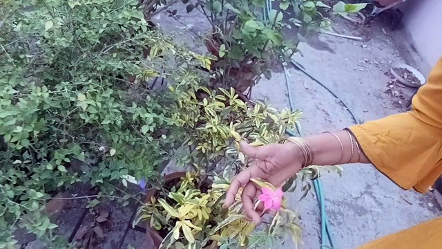 ଆମ ଛାତ ରେ କଣ କଣ ଗଛ ଲାଗିଛି ଦେଖିବା ଆସନ୍ତୁ /Odia New Vlog /Odia Vlog / Odia Jhia Mona