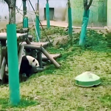 Best of cutest animals video. animals lovers it's for legends#viral #animal_lovers #catlove dai.ly/x8kqvcc