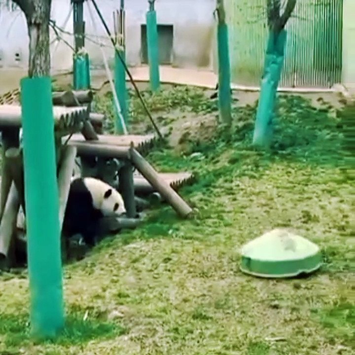 Best of cutest animals video. animals lovers it's for legends#viral #animal_lovers #catlove https://dai.ly/x8kqvcc