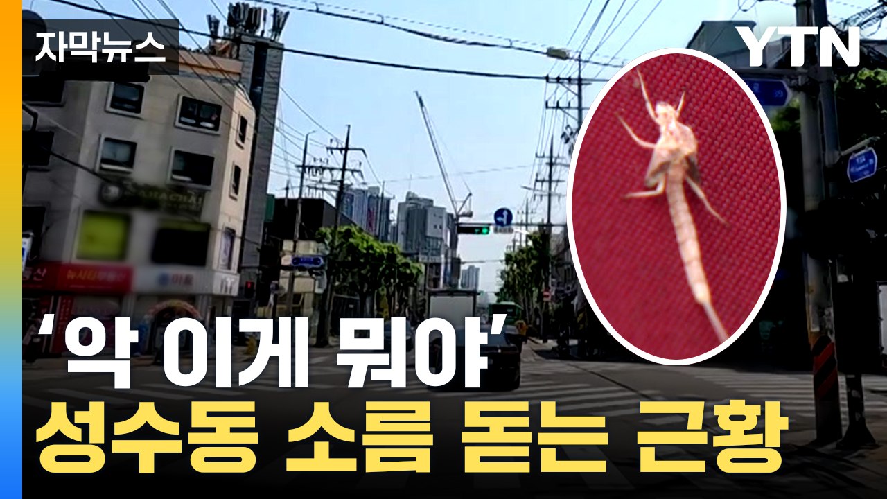 [자막뉴스] 날개 펴면 4~5㎝...성수동 주민들 혐오감 호소 / YTN