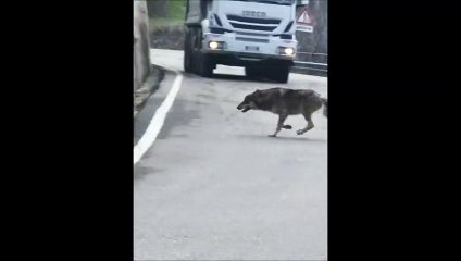 Valchiavenna, lupo immortalato in strada