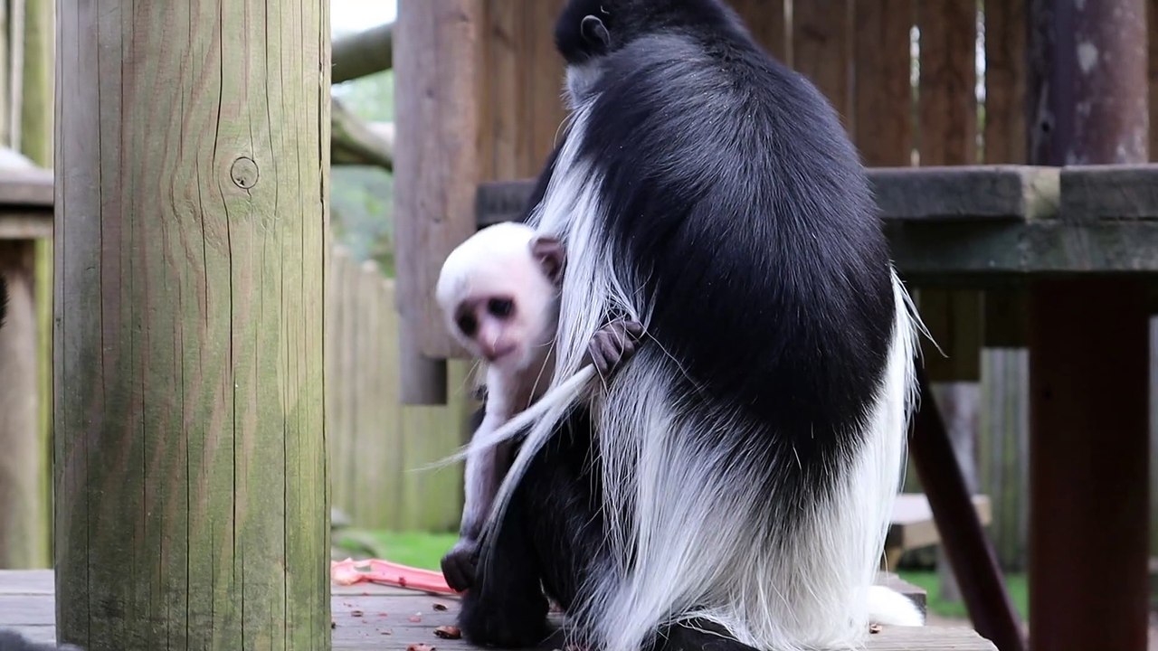 East Sussex zoo welcomes new baby monkey