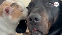 Paralysés suite à des accidents, ce chien et ce chat ont la plus belle des amitiés (vidéo)