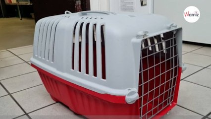 Boîte abandonnée dans un buisson : les appels à l'aide ne présagent rien de bon