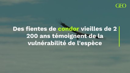 Des fientes de condor vieilles de 2 200 ans témoignent de la vulnérabilité de l'espèce