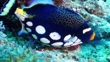 Relaxing music with fish treats diseases of the heart and blood vessels