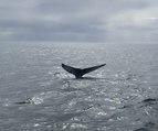 'Mighty' humpback whale spotted in Firth of Forth