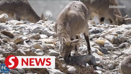 Blue sheep spotted at foot of Mt Qomolangma