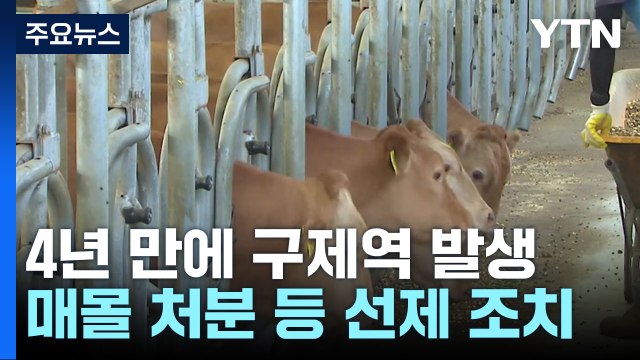 청주 소 농장 4곳 구제역...반경 3㎞ 우제류 농장 232곳 / YTN