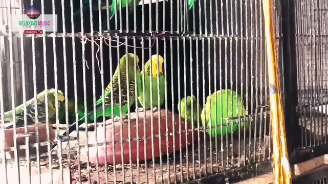 My Real Parrot With Meditation Music, Relaxing Music For Sleeping Music, Calm Music to Relaxation | royalty free meditation music,