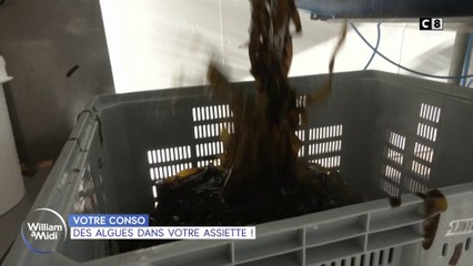 Votre conso : Les algues sont-elles le futur de notre alimentation ?
