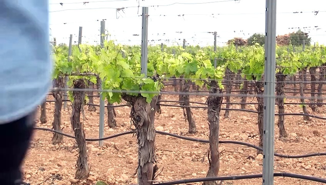 El Gobierno eleva a 2.190 millones las ayudas contra la sequía