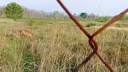 हिरणों और चीतल के लिए बनाया आशियाना