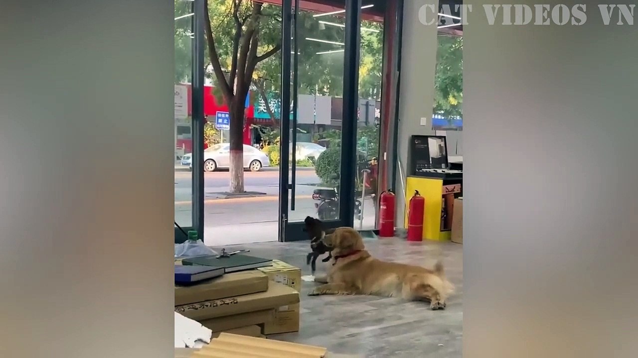 Laugh Out Loud: Hilarious Animal Antics