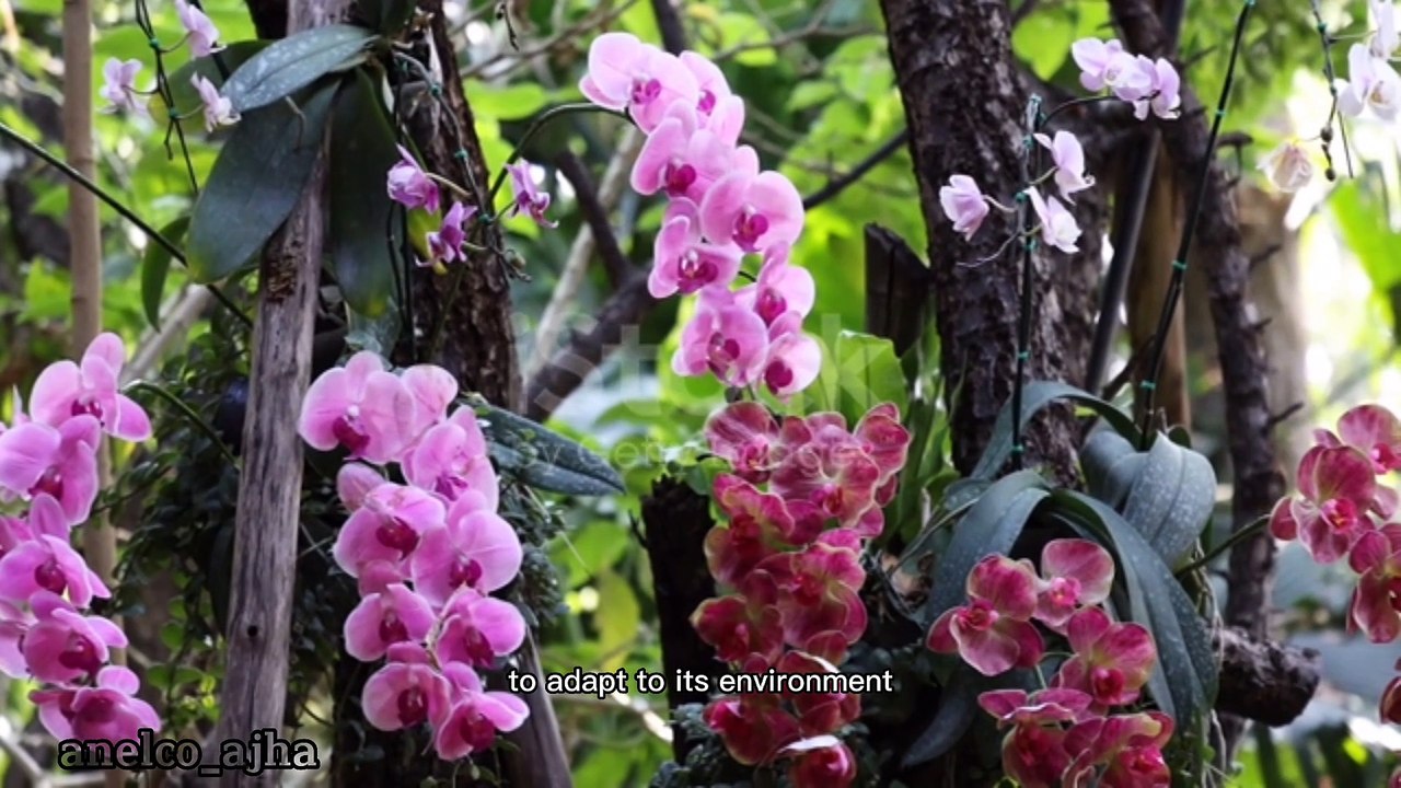 The Alluring Beauty of Orchid || A Fascinating Journey into the World of Orchids