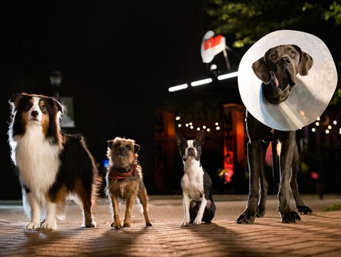 Strays (Backstreet Dogs): Trailer HD VO st FR/NL