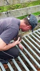 Rescuing a Trapped Hedgehog and Nursing it Back to Health