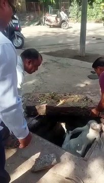 न्यास कॉलोनी के खुले चेंबर में गिरा बछड़ा, रहवासियों ने बचाई जान