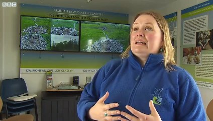 Aran and his new partner, Elen, watch over two eggs at Glaslyn Osprey Project - Credit: BBC
