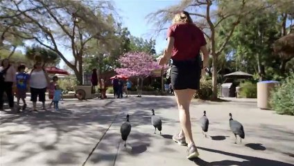 This Guinea Fowl Is Full of Life and Guests at the San Diego Zoo Love To See It!