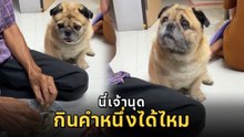 โซเชียลแห่เอ็นดู น้องปั๊กนั่งมองคุณปู่กินน่องไก่ ทำสีหน้าอ้อนหนัก ขอหน่อยได้ไหม
