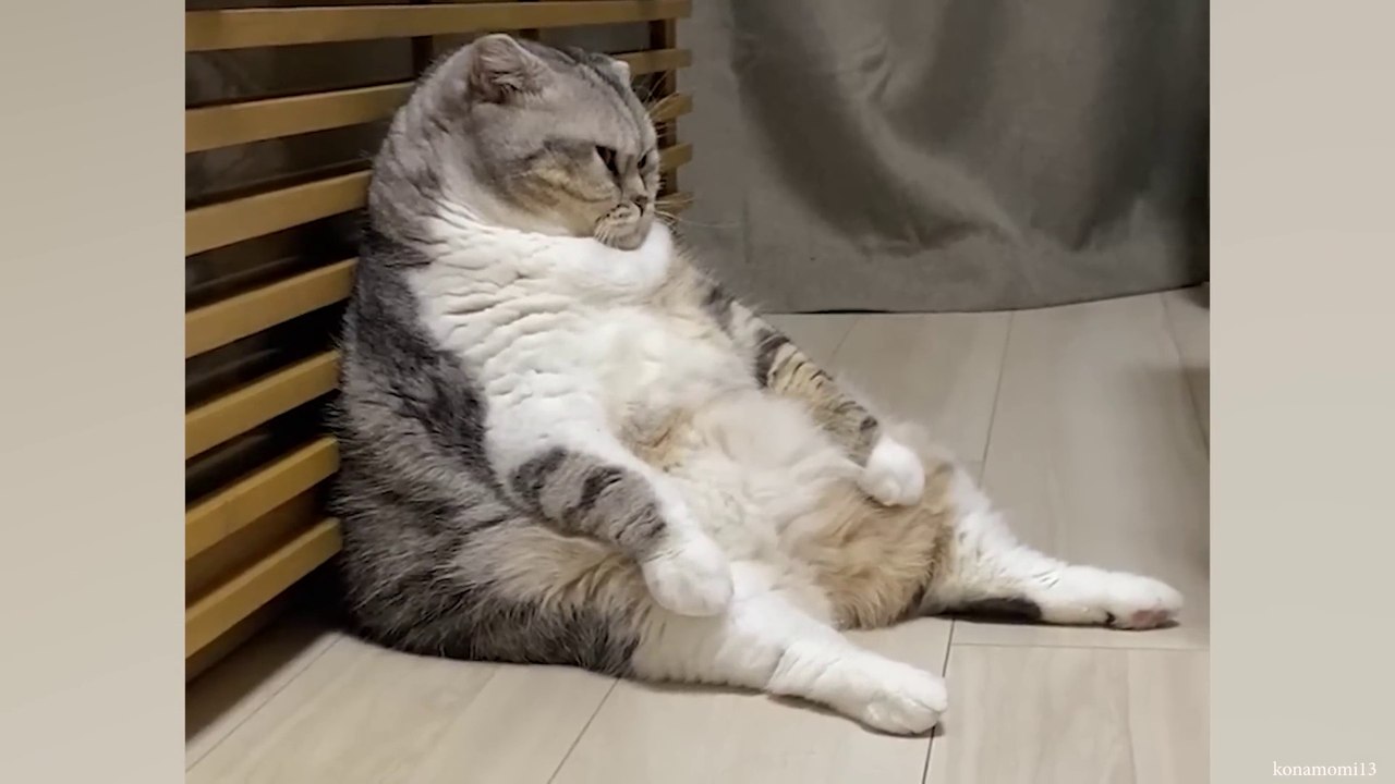 Funniest Animals 2023   Best cat videos for a good mood!