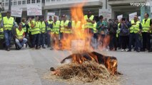 Una tractorada colapsa el centro de Lugo para exigir precios justos en el sector de la carne