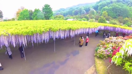 Relaxing music treats diseases of the heart and blood vessels