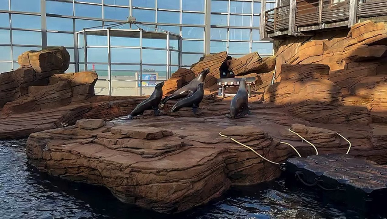 Le nourrissage des lions de mers