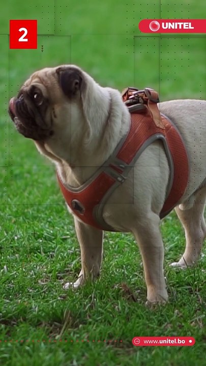 ¿Tienes un perrito en casa? Atención porque podrías estar dañando sus sentimientos sin saberlo