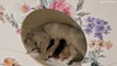 Cat Betti - gave birth to kittens!  _ Cuteness _ Video 2020