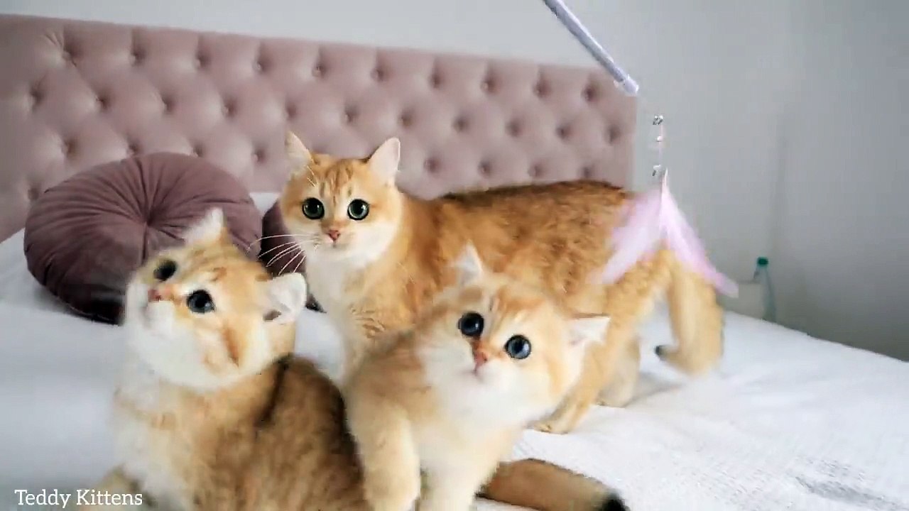 Cat Agusha and her two cute fidgets
