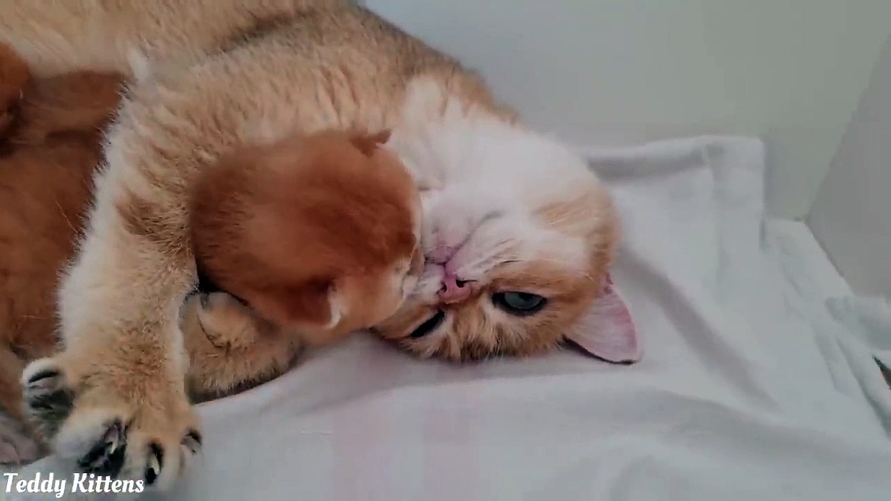 Cat mom loves her first newborn babies very much ❤️