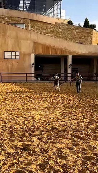 الحمدلله اجت سليمه #يحيى_الزعبي #خيل #الاردن