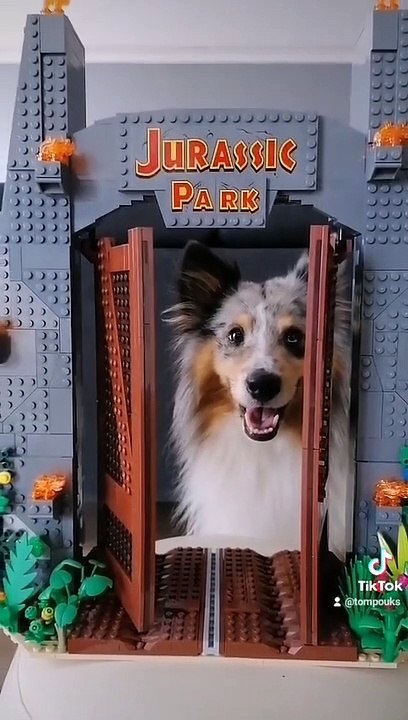 Sheltie park!