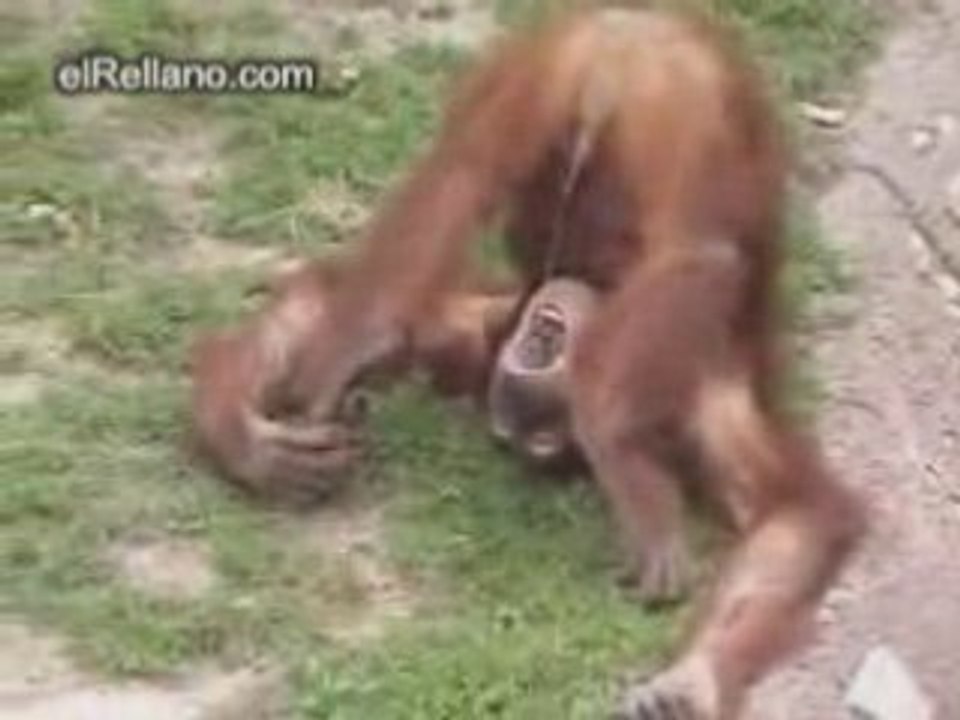 Singe qui Pisse