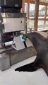 Un experimento de la Marina estadounidense lleva a un león marino a jugar a videojuegos