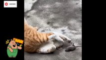 New funniest animals videos try not to laugh  New cat rat funny shorts 2023 