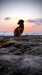 Puppy Photobombs Setting Sun Timelapse