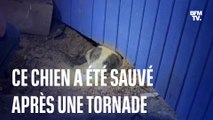 Texas: ce chien a été sauvé des décombres après une tornade