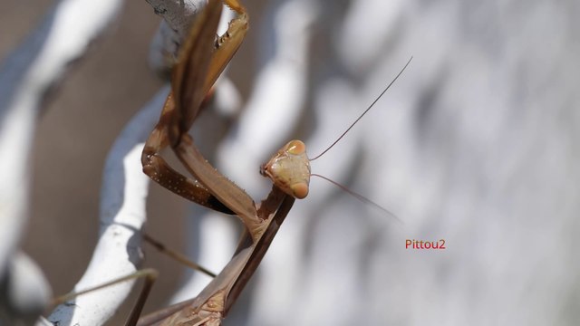 insecte abeille fourmi Mante religieuse etc......